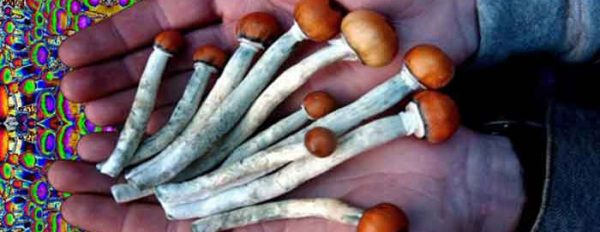Magic Mushrooms Shop weekly ''trippy'' news digest 1.15