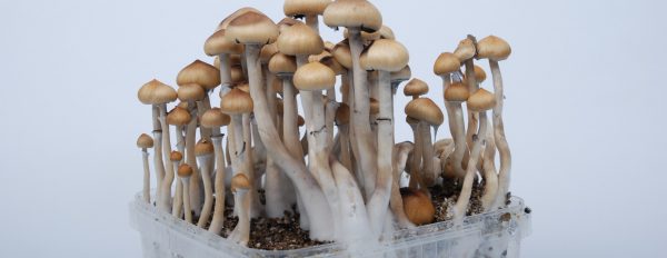 Everything you need to know about the Mazatapec magic mushrooms