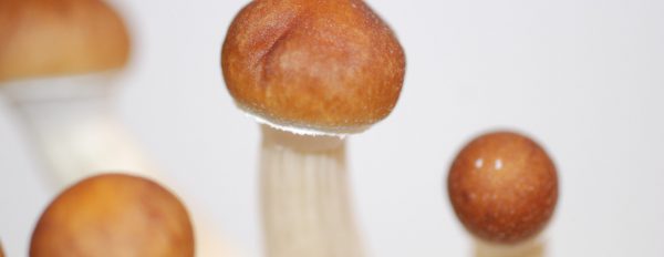 All About the Cambodian Magic Mushroom