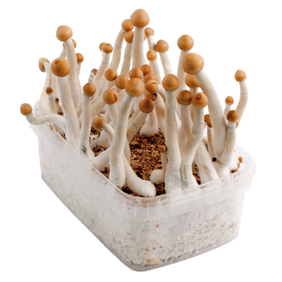 Mazatapec magic mushroom grow kit