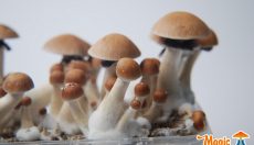 All you need to know about the Mexican Magic Mushroom