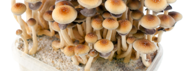 FreshMushrooms® 100% Mycelium kits: the fastest in the game!