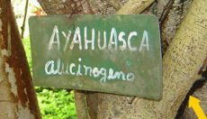 Ayahuasca: its history, use, effects, ingredients and safety