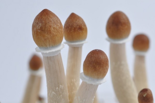 Psilocybin Magic Mushrooms 