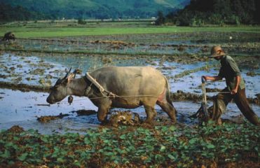Water Buffalo in Thailand: mushrooms grow on dung