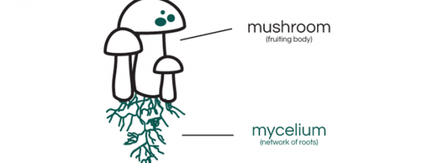 Mycelium Explained: Understanding the roots
