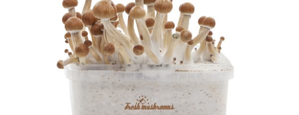 FreshMushrooms kits: A refreshing Alternative!