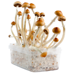 All you need to know about the B+ Magic Mushroom