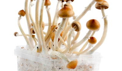 All you need to know about the B+ Magic Mushroom