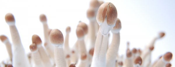 All you need to know about the Burma Magic Mushroom