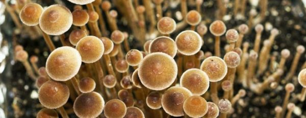 Decriminalizing magic mushrooms in Colorado