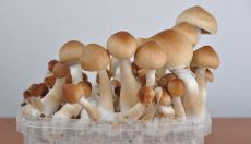 Magic Mushroom Photo Gallery