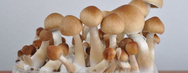 Magic Mushroom Photo Gallery