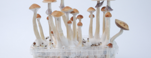 All you need to know about the Treasure Coast Magic Mushroom
