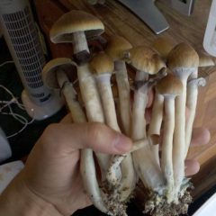 how to pick magic mushrooms