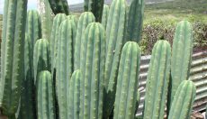 San Pedro Cactus |  Echinopsis pachanoi: Information and user guide