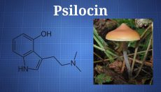Fast Facts: Psilocin and Psilocybin