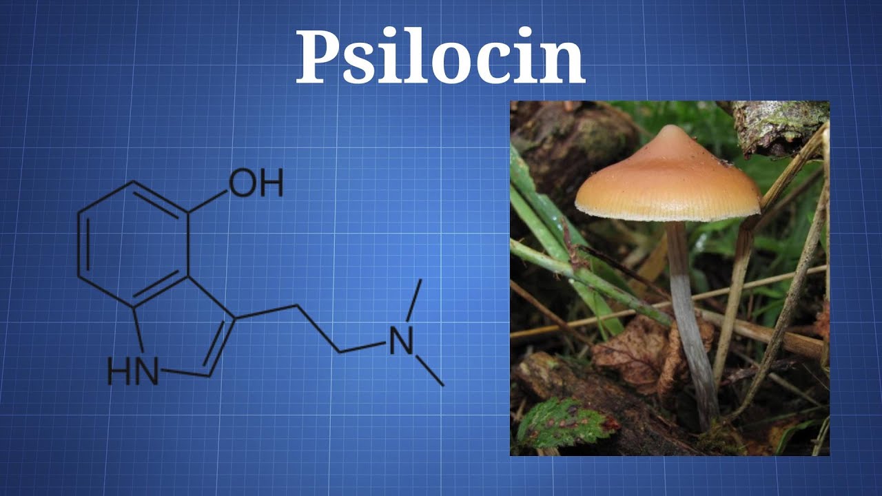 Fast Facts: Psilocin and Psilocybin | Magic Mushrooms Shop Blog