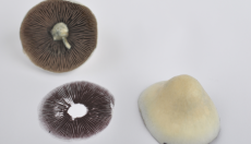 How to Prepare Magic Mushroom Spores for Microscopy