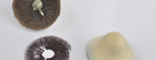 How to make a spore print?