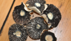 Why magic mushroom spores don't contain psilocybin ?