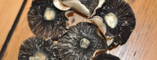 Why magic mushroom spores don't contain psilocybin ?