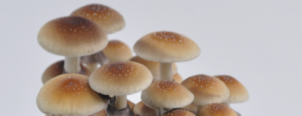 Your 5 favorite magic mushroom strains!