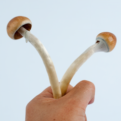 How to pick magic mushrooms from your grow kit?