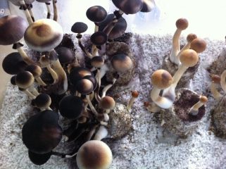 Mushrooms coverd in spores | Black Mushrooms