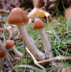 What is the strongest magic mushroom species?