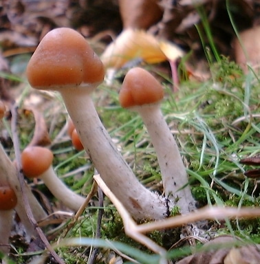 strongest magic mushroom species