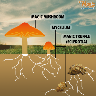 magic truffles growth