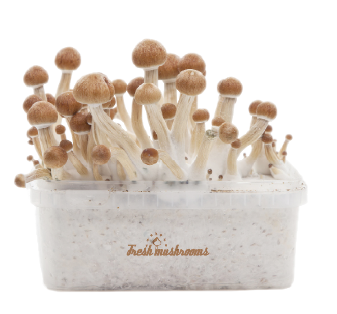 FreshMushrooms® Mycelium Amazon XP Grow Kit 
