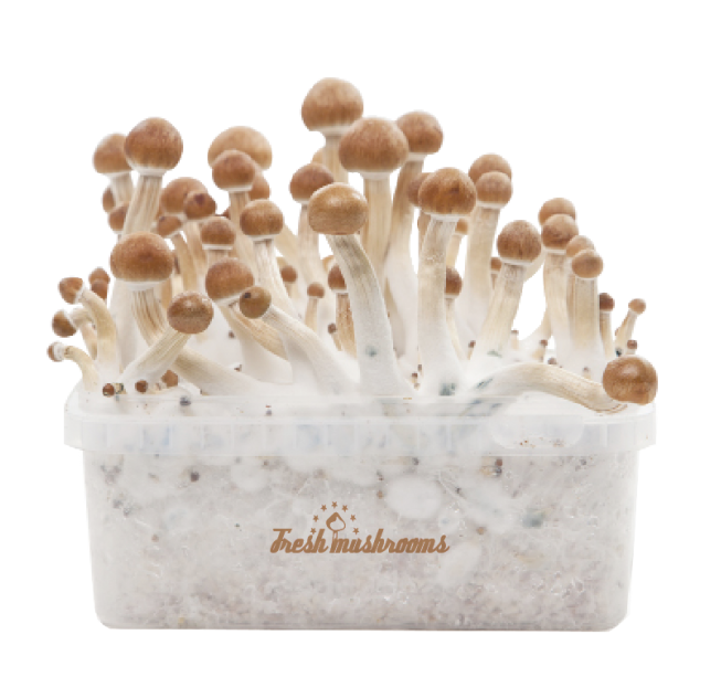 FreshMushrooms® 100% mycelium B+ Grow Kit