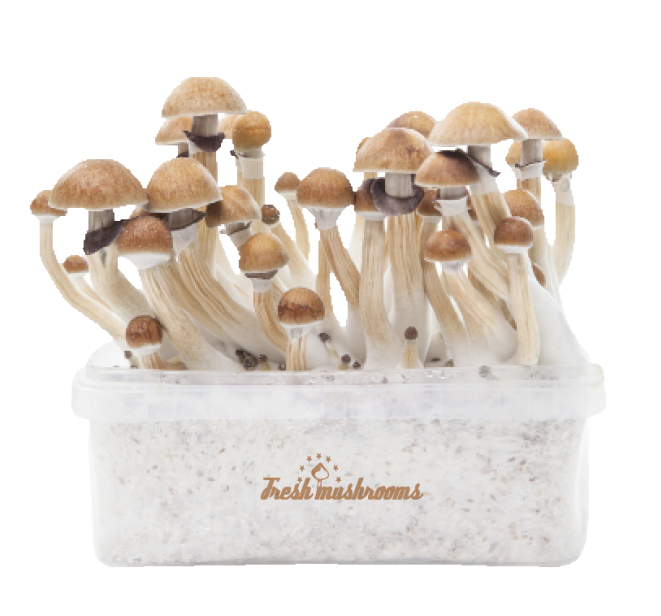 Freshmushrooms® McKennaii Grow Kits