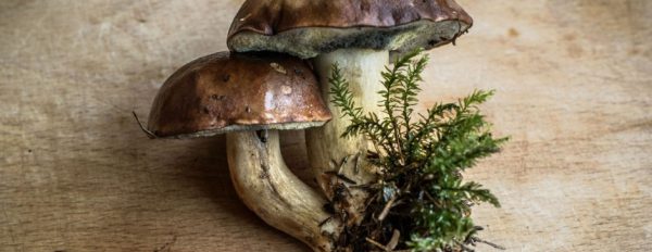 10 Fascinating Facts About Mushrooms