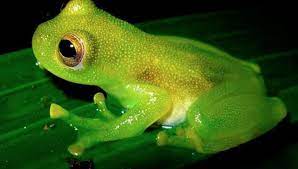 Amazonian Gian Leaf Frog