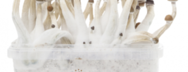 FreshMushroom XP Grow Kit: Additional tips for optimizing your mushroom growth