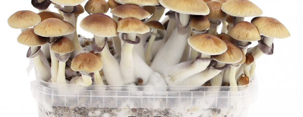 Mondo Grow Kit: Additional tips for better growing shrooms