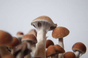 All about the Colombian Magic Mushroom