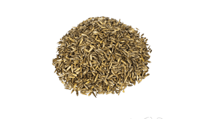 Reed Canary Grass: The psychoactive properties