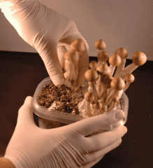 Why Grow Your Own Magic Mushrooms