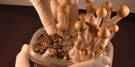 Why Grow Your Own Magic Mushrooms