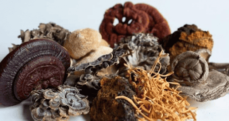 Product Profile: Medicinal Mushrooms