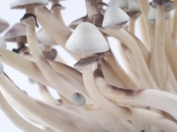 A+ albino mushroom caps