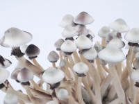 albino with spores | Albino A+ Magic Mushrooms