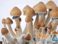 Ful box of magic mushrooms. Cultivated with a grow kit