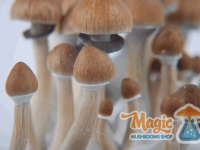 grow mushroom cambodian