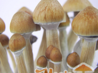 cambodian mushroom strain