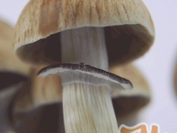 Cambodian mushroom cap